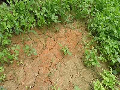 土壤问题可通过微生物菌肥解决，您知道吗？